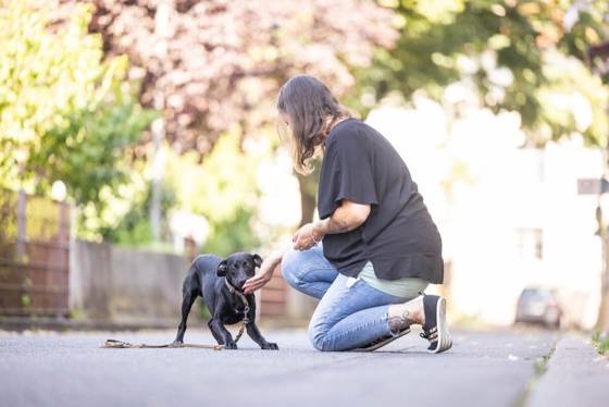 Ein junger Hund lernt seine ersten Schritte